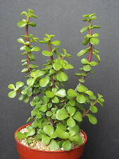 Portucalaria affra green for sale  Miami