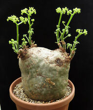 Used, Cyphostemma uter v.macropus 17cm ,Caudex,Euphorbia,Succulent Plants for sale  Shipping to South Africa