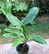 Philodendron heleniae climbing for sale  Hollywood