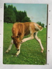 Postkarte pferde verlag gebraucht kaufen  Hamburg