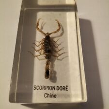 Scorpion doré inclusion d'occasion  Chaumont