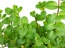 400 peppermint seeds for sale  Saint Augustine