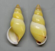Used, Shells - Amphidromus mariaeabbase 33.4mm.  landsnail Indonesia for sale  Shipping to South Africa