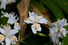 Piante iris japonica usato  Vinzaglio