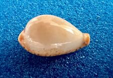 RARE & EXCELLENT  - Cypraea boucheti- 20mm+ - Taiwan, with legacy data for sale  Shipping to South Africa