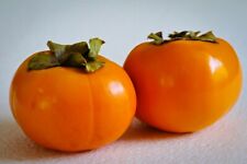 Cuttings japanese persimmon for sale  Renton