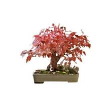 Graines acer ginnala d'occasion  Sabres