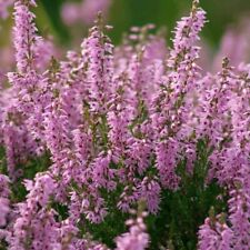 100 scots heather for sale  Gate City
