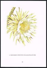 Vintage Selenicereus Cereus Pteranthus Cactus Flower Botanical Art Print, used for sale  Shipping to South Africa
