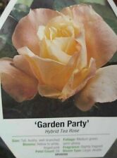 Garden party rose for sale  Ben Wheeler