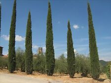 Italian cypress tree for sale  EXETER