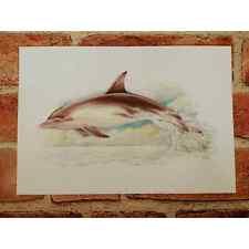 Dolphin jumping ohne for sale  Brussels
