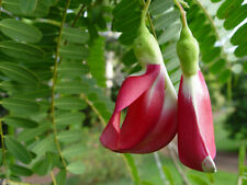 Sesbania grandiflora agati usato  Torino