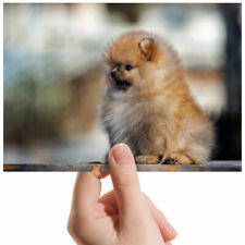Pomeranian spitz puppy for sale  SELBY