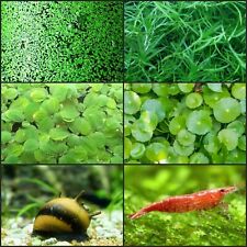 Live aquarium plants for sale  CREDITON