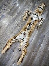 Bobcat pelt heavily for sale  Laramie