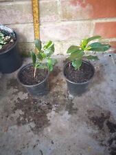 Gardenia plants 9cm for sale  SOUTHAMPTON