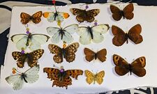 European butterfly collection for sale  WOLVERHAMPTON