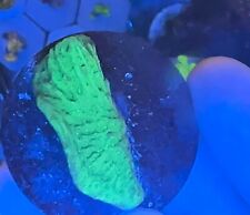 Green plating montipora for sale  LONDON