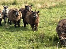 Raw sheep fleece. for sale  DARWEN