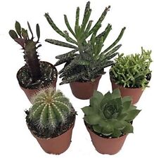 Cactus plants live for sale  Hacienda Heights
