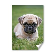 Adorable pug puppy for sale  SELBY