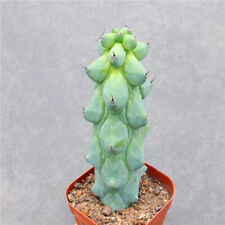 10cm cactus live for sale  Shipping to Ireland