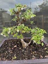 Water jasmine bonsai for sale  Winter Haven