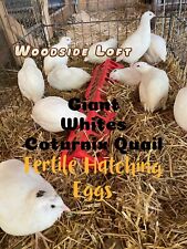 quails coturnix quail for sale  Caneadea