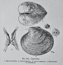 Cyprinidae cyprina clam for sale  UK