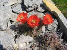 Echinocereus coccineus var. for sale  Shipping to Ireland