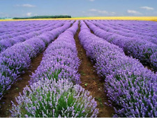 200 lavender vera for sale  Salem