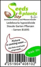 10x Ledebouria Hypoxidioide Shrub Garden Plants - Seeds B1695 for sale  Shipping to South Africa
