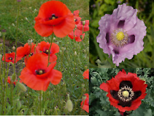 Poppy heaven mixed for sale  LONDON