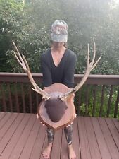 Elk bull mount for sale  La Crosse