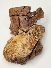 Hadrosaur dinosaur astragalus for sale  Rockledge