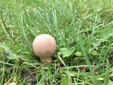 Disguised mushroom geocache for sale  NEWCASTLE UPON TYNE