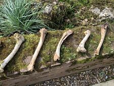 Genuine deer bones for sale  UK