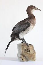 Taxidermy - Pygmy Cormorant (Microcarbo pygmaeus) with permit - not CITES for sale  Shipping to South Africa
