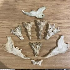 Rabbit bones animal for sale  HEXHAM