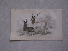 Addax antelope print for sale  BLAIRGOWRIE