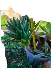 Aloe perfoliata circa usato  San Giorgio A Cremano