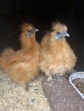 Miniature gold silkie for sale  FRODSHAM