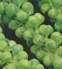 Organic brussel sprouts for sale  SALISBURY