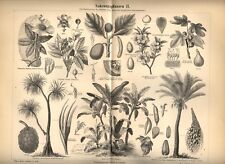 1893 piante tropicali usato  Pescara