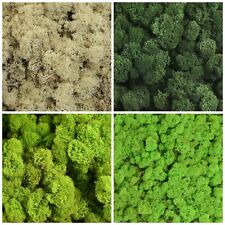 Reindeer moss preserved for sale  DONCASTER