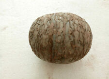 dinosaur fossils eggs for sale  Shipping to Ireland