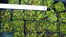 Dionaea muscipula venusfliegen gebraucht kaufen  Versmold