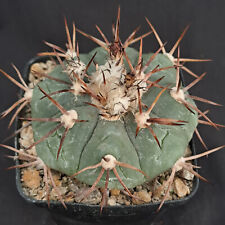 Echinocactus horizonthalonius  usato  Casatenovo