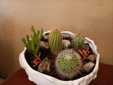 Cactus plants fully for sale  WIGAN